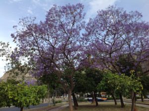 fiori-albero-di-giuda