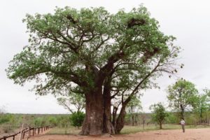 fiori-baobab