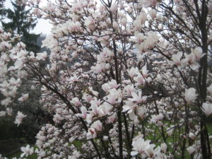 fiori-magnolia