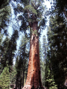  sequoia