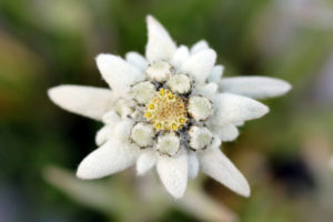 fiori-stella-alpina