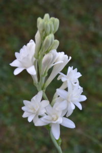 fiori-tuberosa