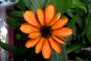 fiori-zinnia